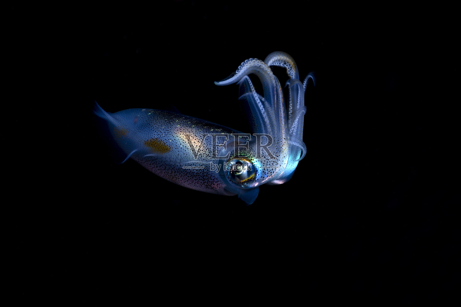 鱿鱼照片摄影图片