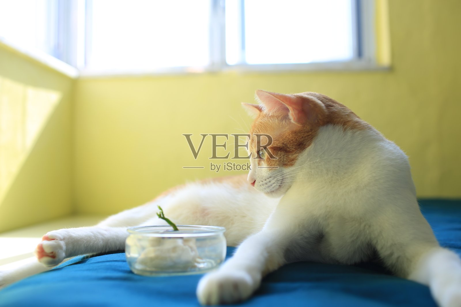 猫躺着，看着盆栽植物照片摄影图片