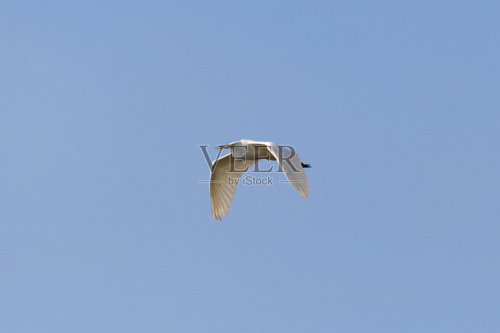 大白鹭或大白鹭在空中飞翔照片摄影图片