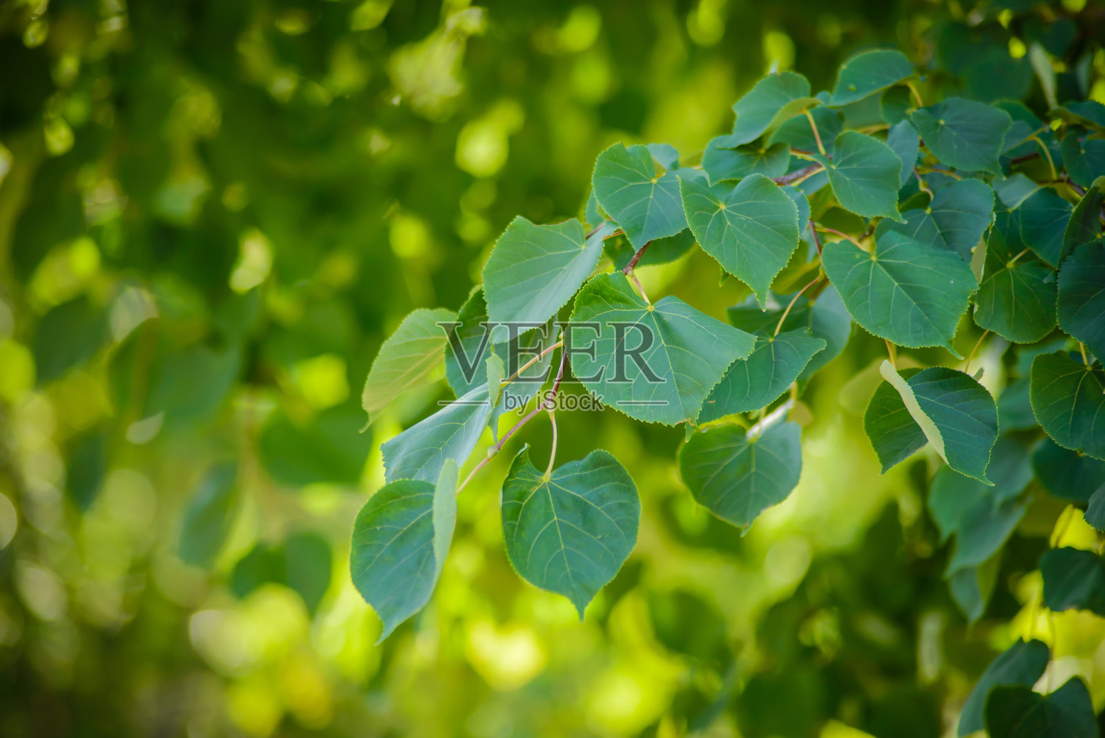 夏天的背景与绿色的树枝照片摄影图片