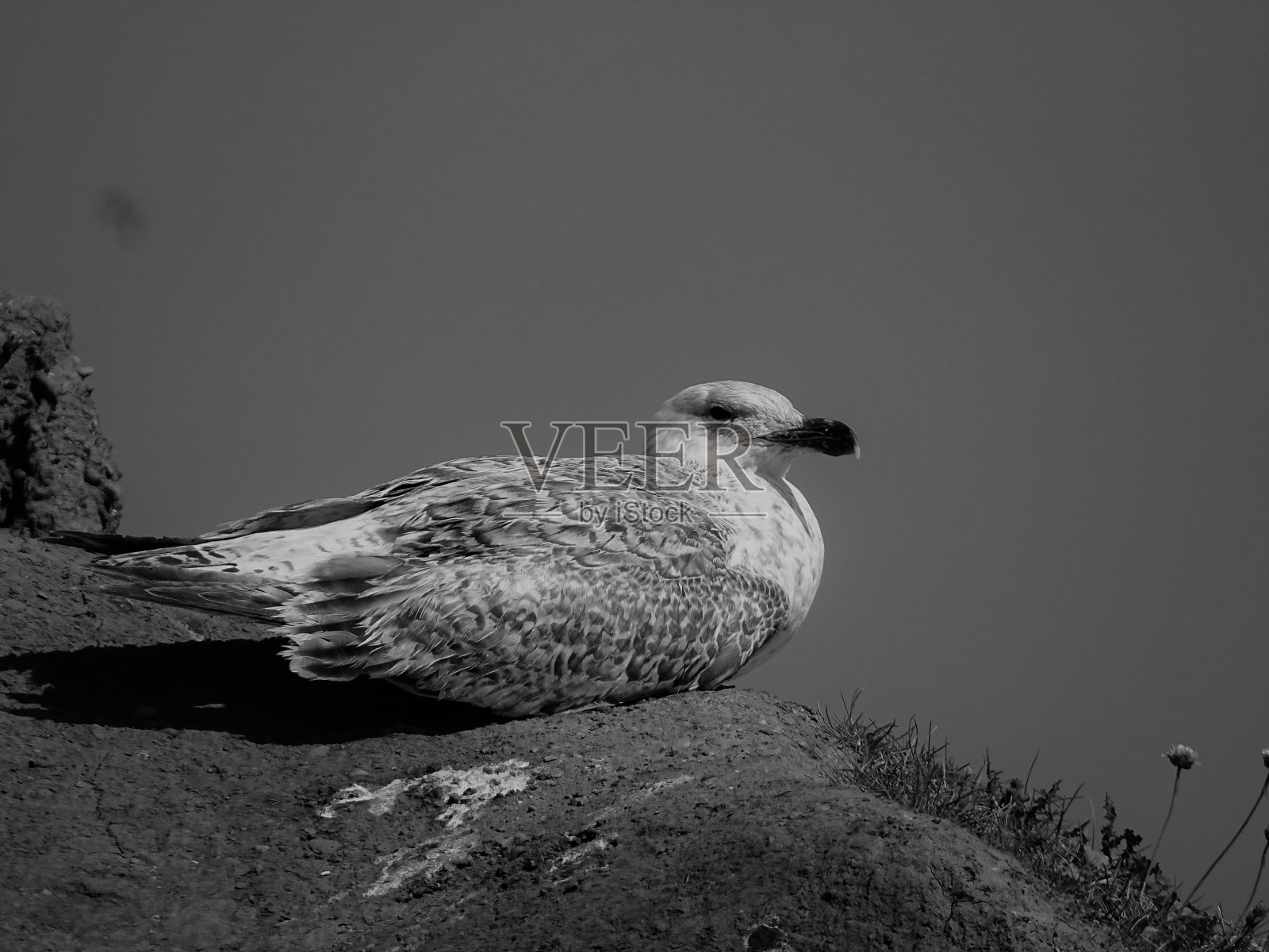 一只正在休息的鸟照片摄影图片