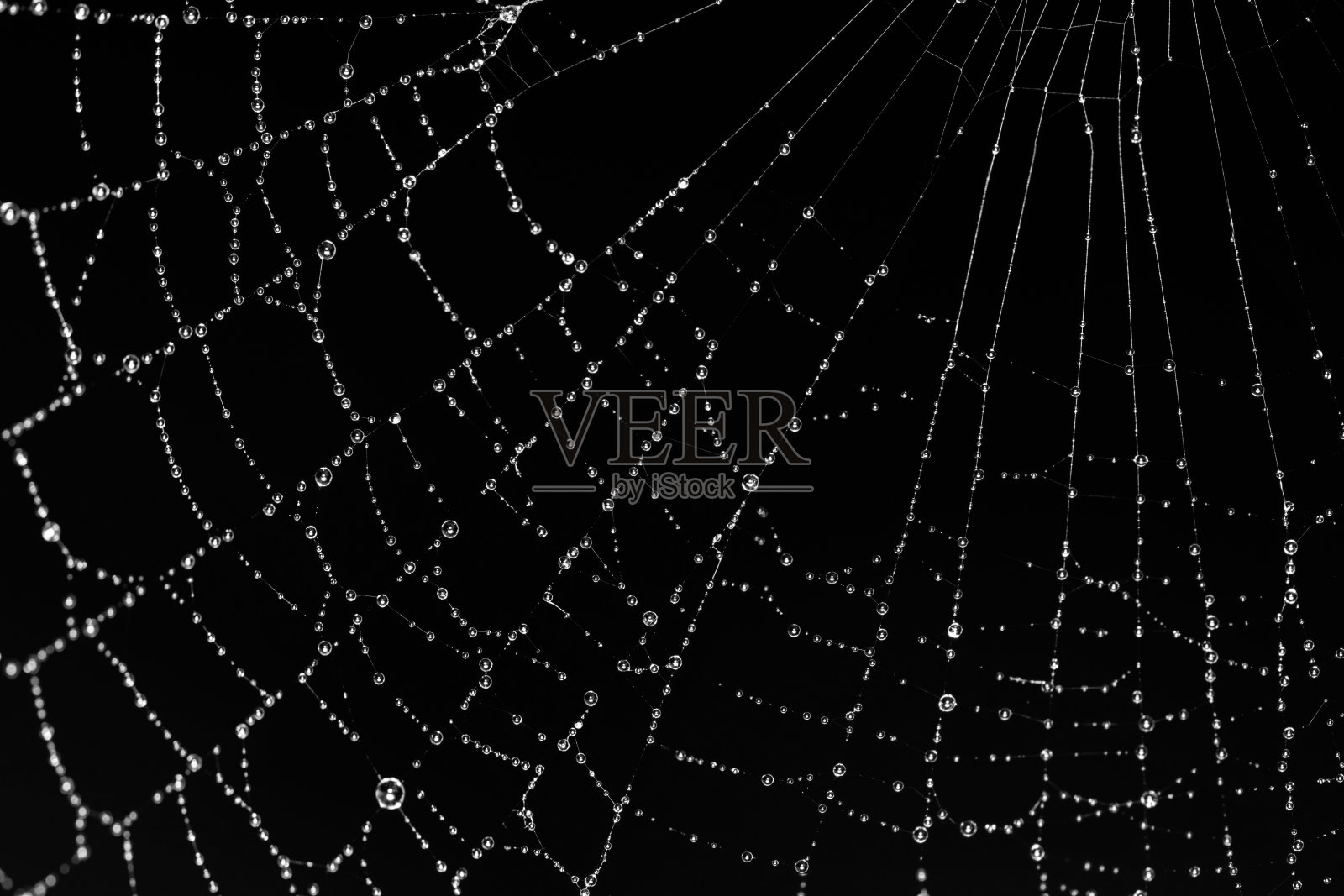 雨后被水滴淋湿的蜘蛛的特写照片。照片摄影图片