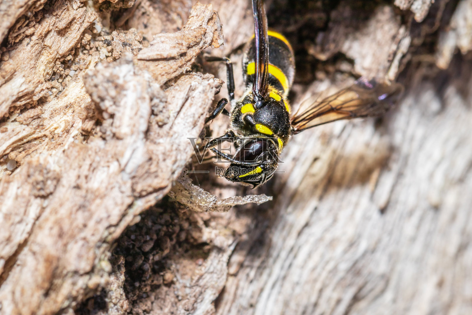 南非开普敦，黄色和黑色的波特黄蜂(eumeninae)坐在一个洞里照片摄影图片