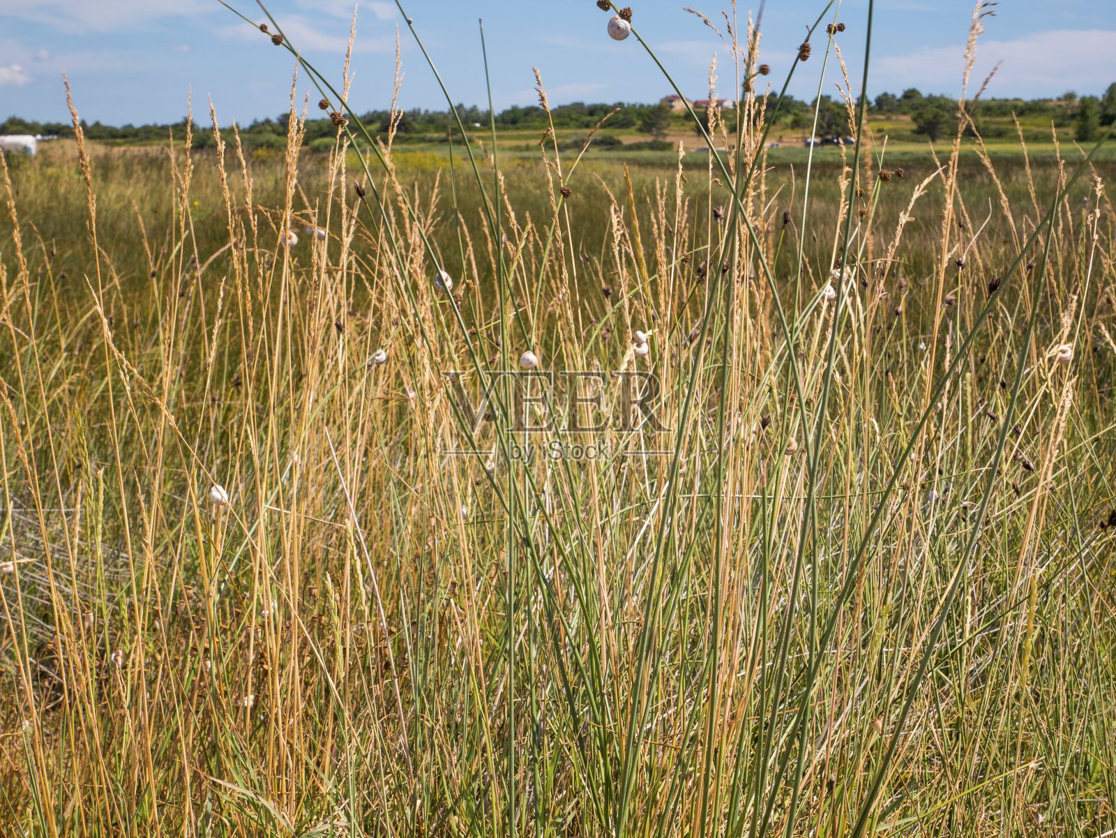 欧洲克罗地亚扎达尔县宁镇的似球粒药用泥照片摄影图片