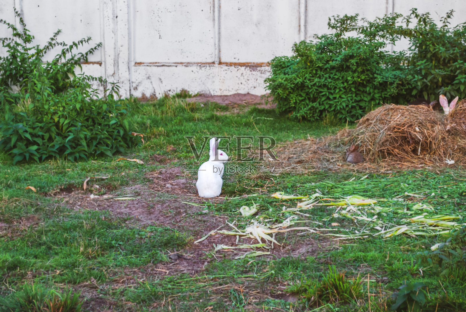 欧洲兔子在农场上跳跃。可爱有趣的白化病兔子坐在秋天的谷仓院子里，选择性的专注照片摄影图片