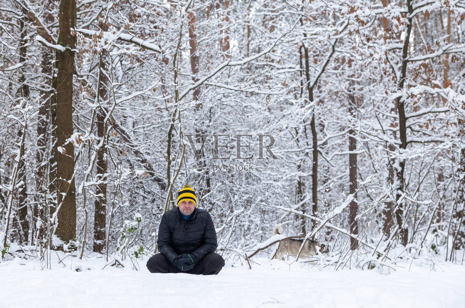 下雪后，一个男人带着一只狗在森林里。照片摄影图片