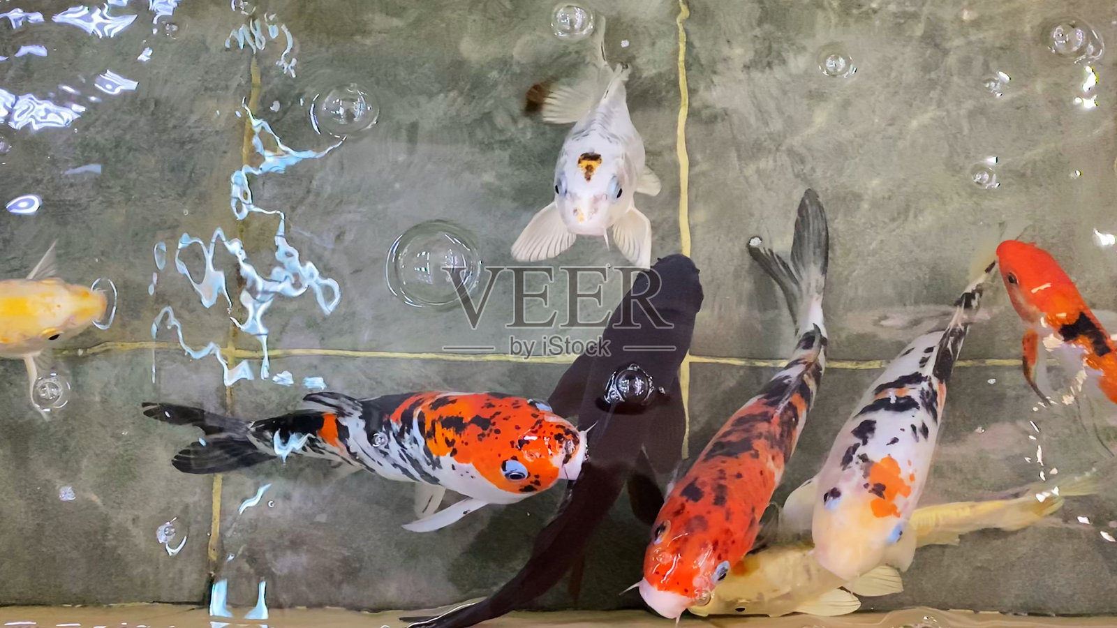 花式鲤鱼或锦鲤在池中游泳。日本鲤鱼游照片摄影图片