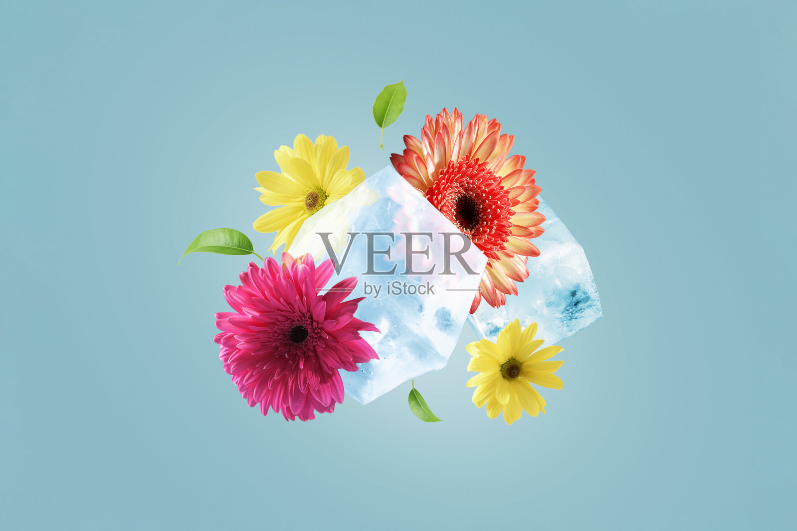 蓝色背景上的花朵和冰块的创造性组合。春天的概念。插画图片素材