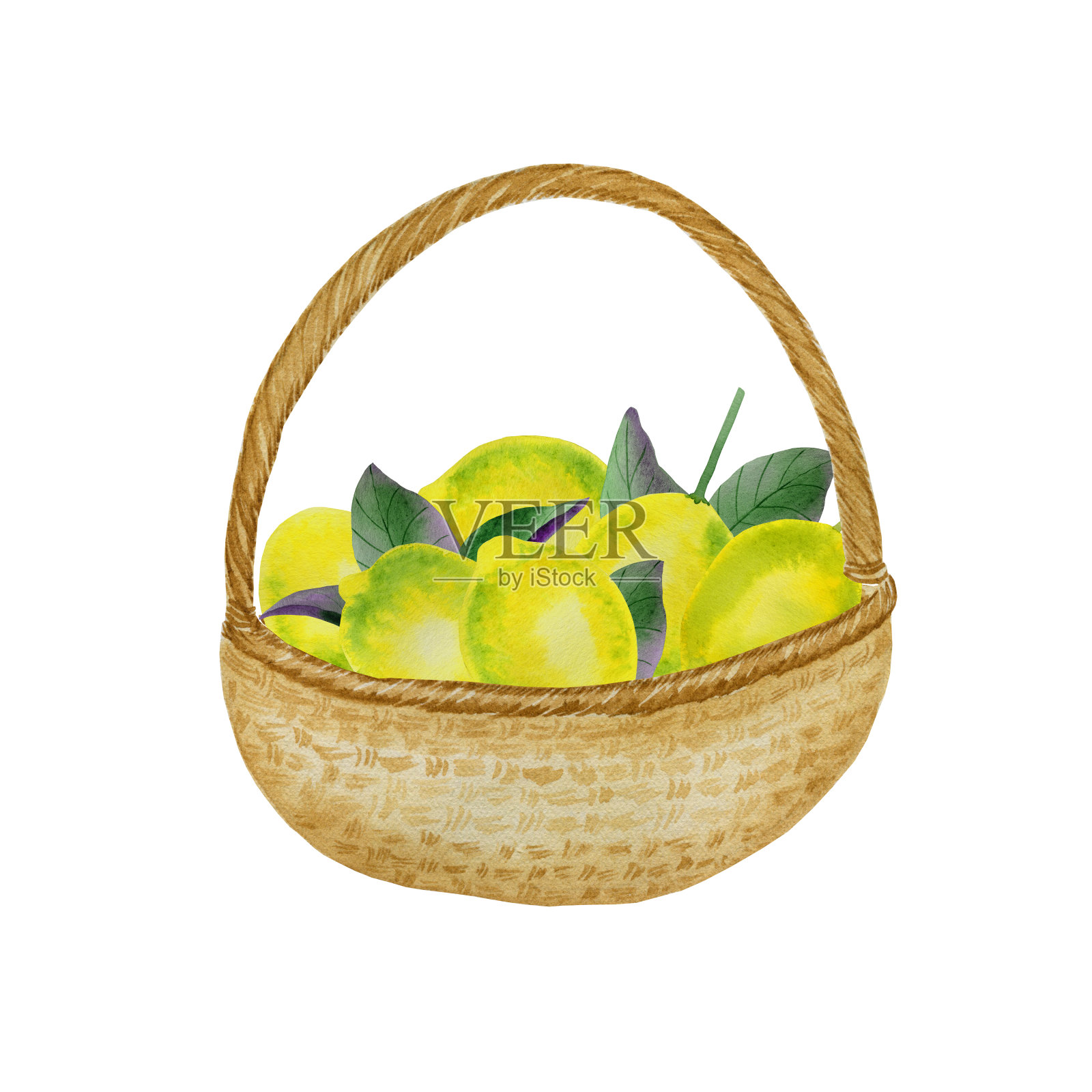 柳条篮与收获的柠檬水彩插图在孤立的背景。收获成熟的柠檬。插画图片素材
