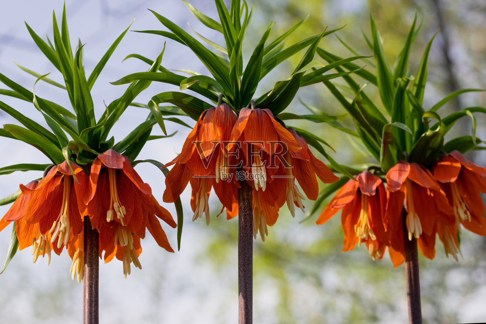 皇冠花，皇冠，贝母在花园里，特写，选择性聚焦照片摄影图片