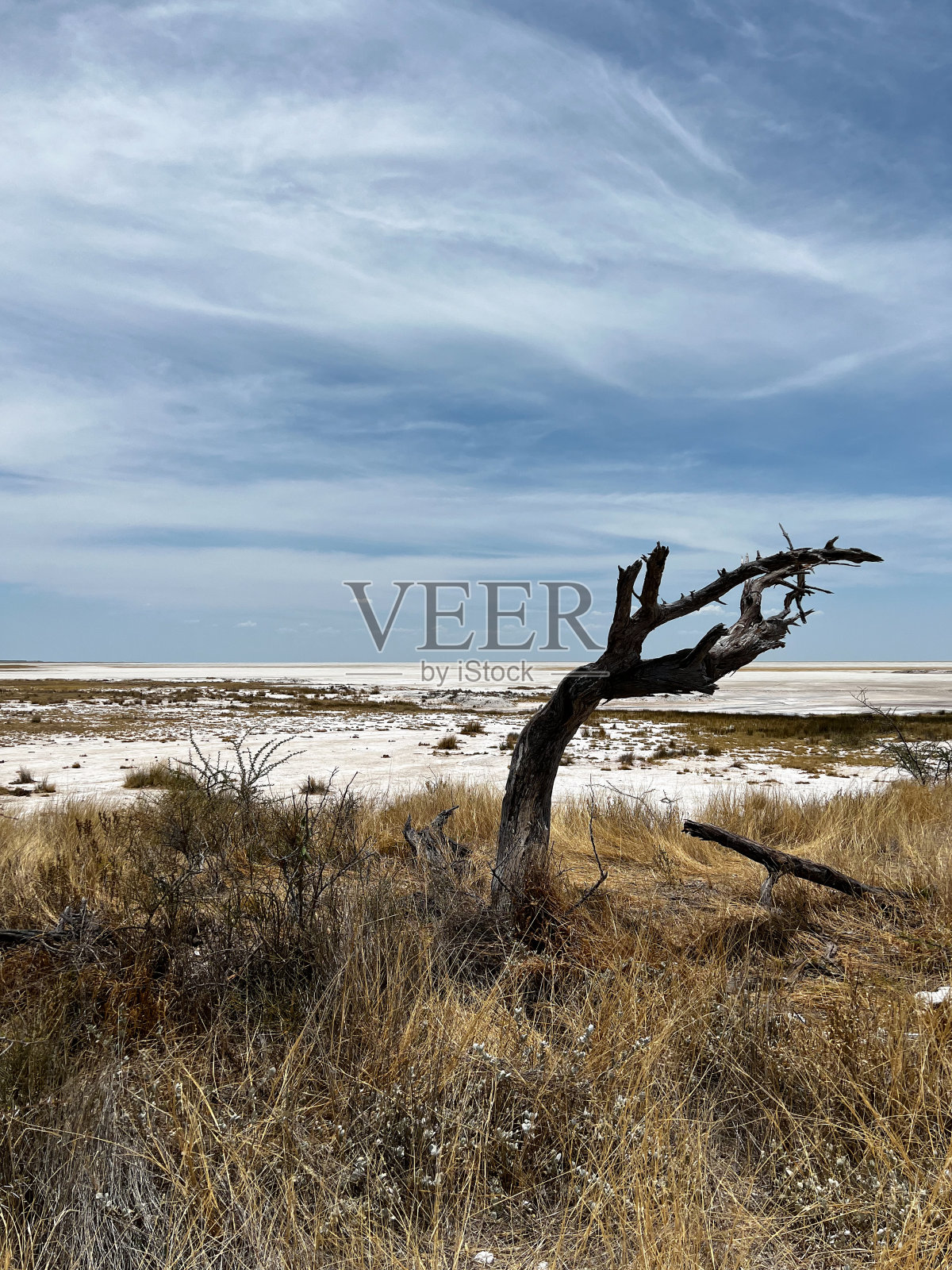 在非洲大草原的乔木。沙漠景观和孤独干燥的植物。土路照片摄影图片