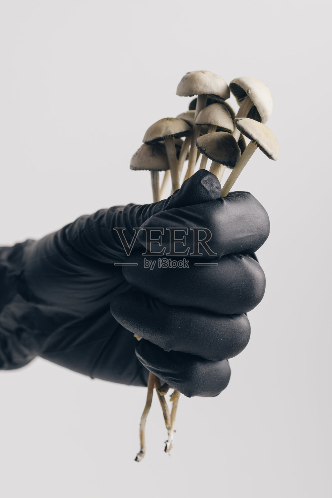 裸盖菇素神奇蘑菇照片摄影图片