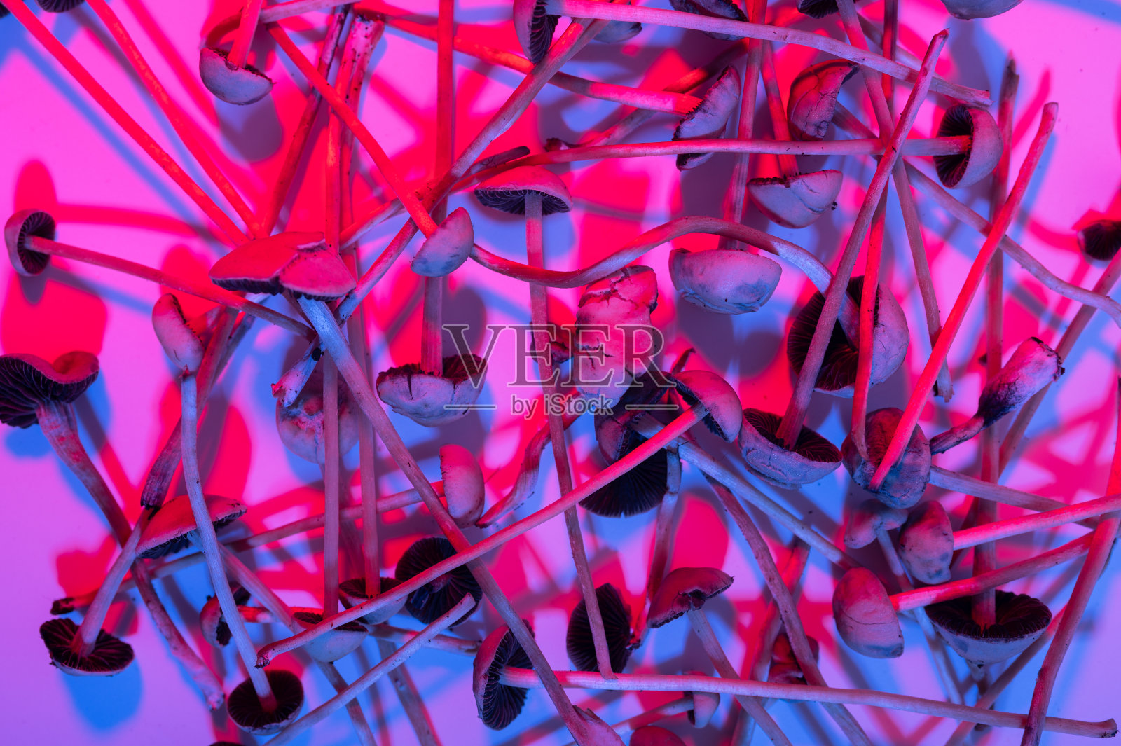 裸盖菇素神奇蘑菇照片摄影图片