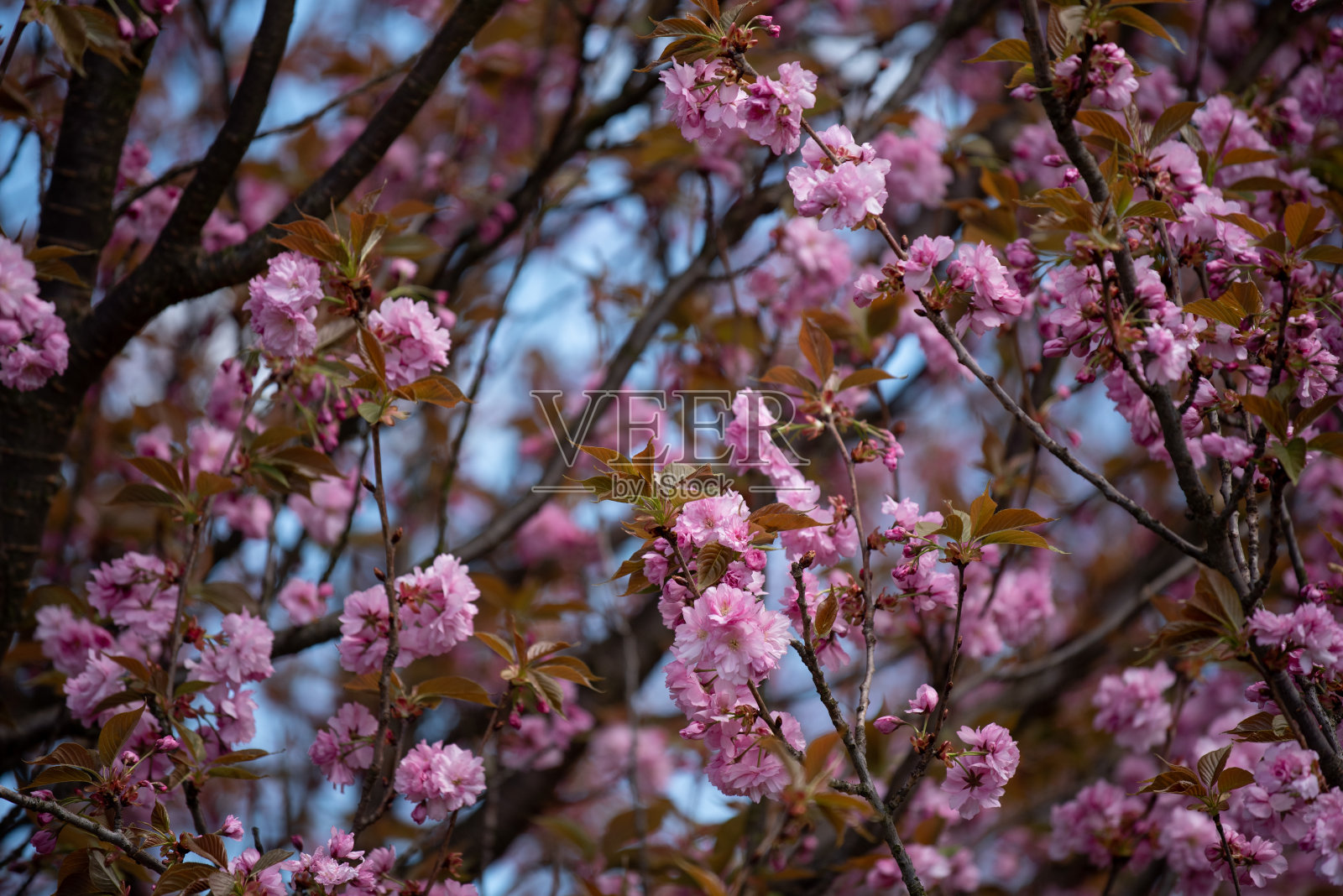 盛开的粉红色的花照片摄影图片
