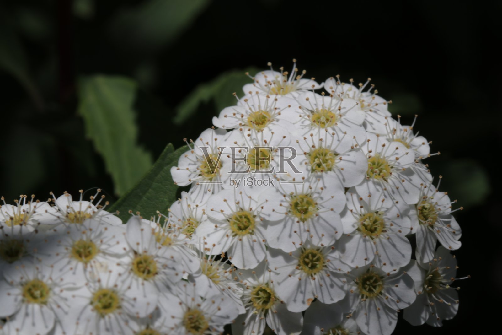 日本山地野生白花“Kodemari(Reeves spirea)”照片摄影图片