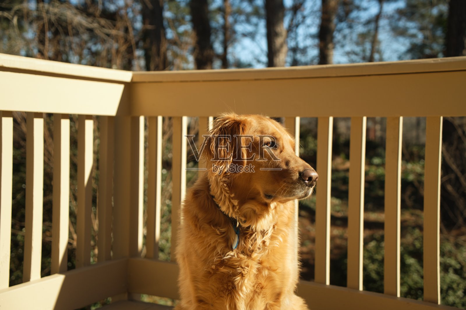 一只可爱的金毛寻回犬在放松照片摄影图片