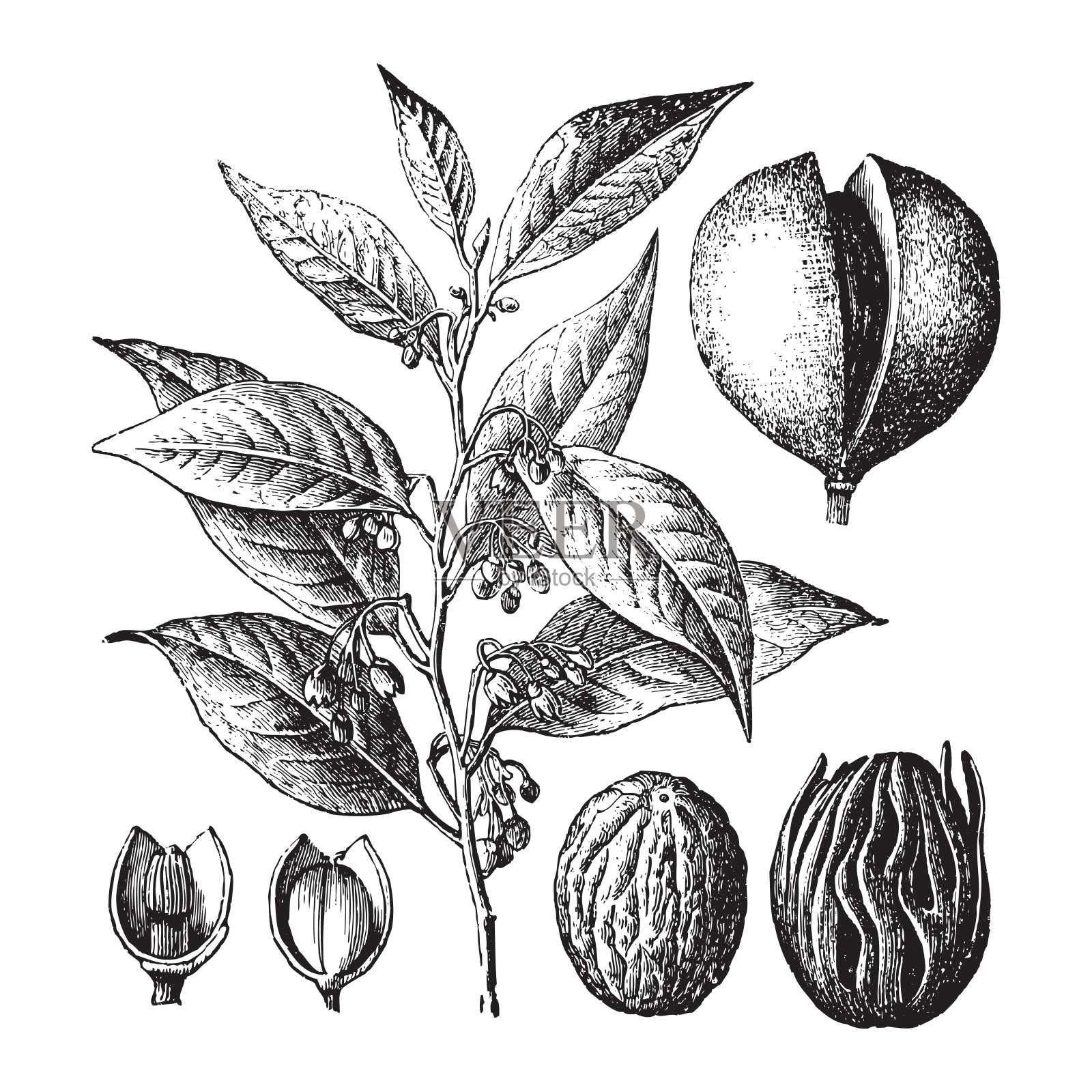 肉豆蔻-复古插图插画图片素材