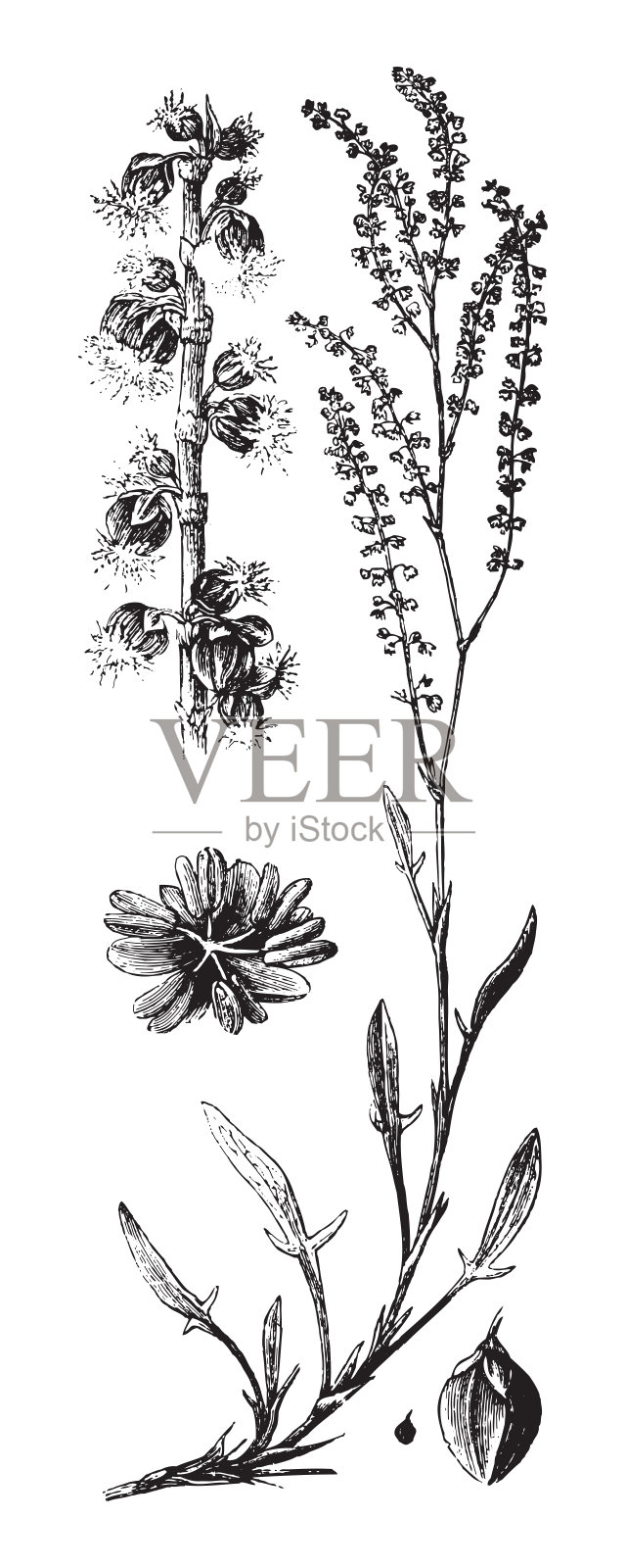 红酸模或羊酸模(酸模)-复古插画设计元素图片