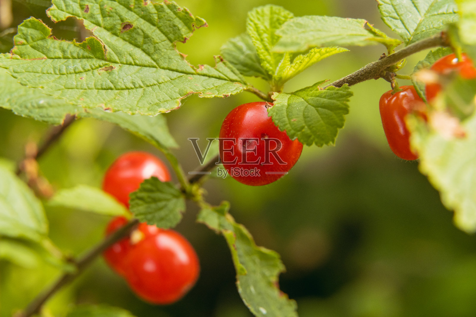 贝瑞。觉得樱桃。手摘樱桃。特写镜头。照片摄影图片