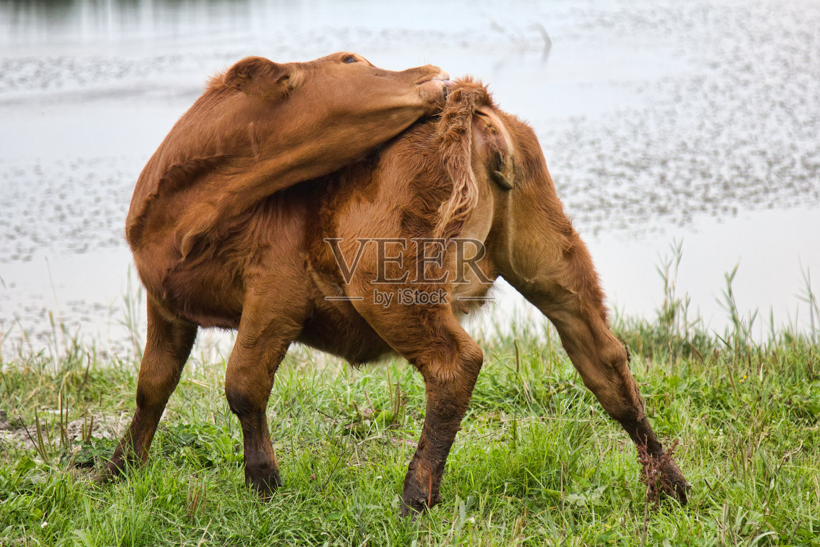 年轻的公牛追逐着马蝇，而牛虻则向后弯曲照片摄影图片