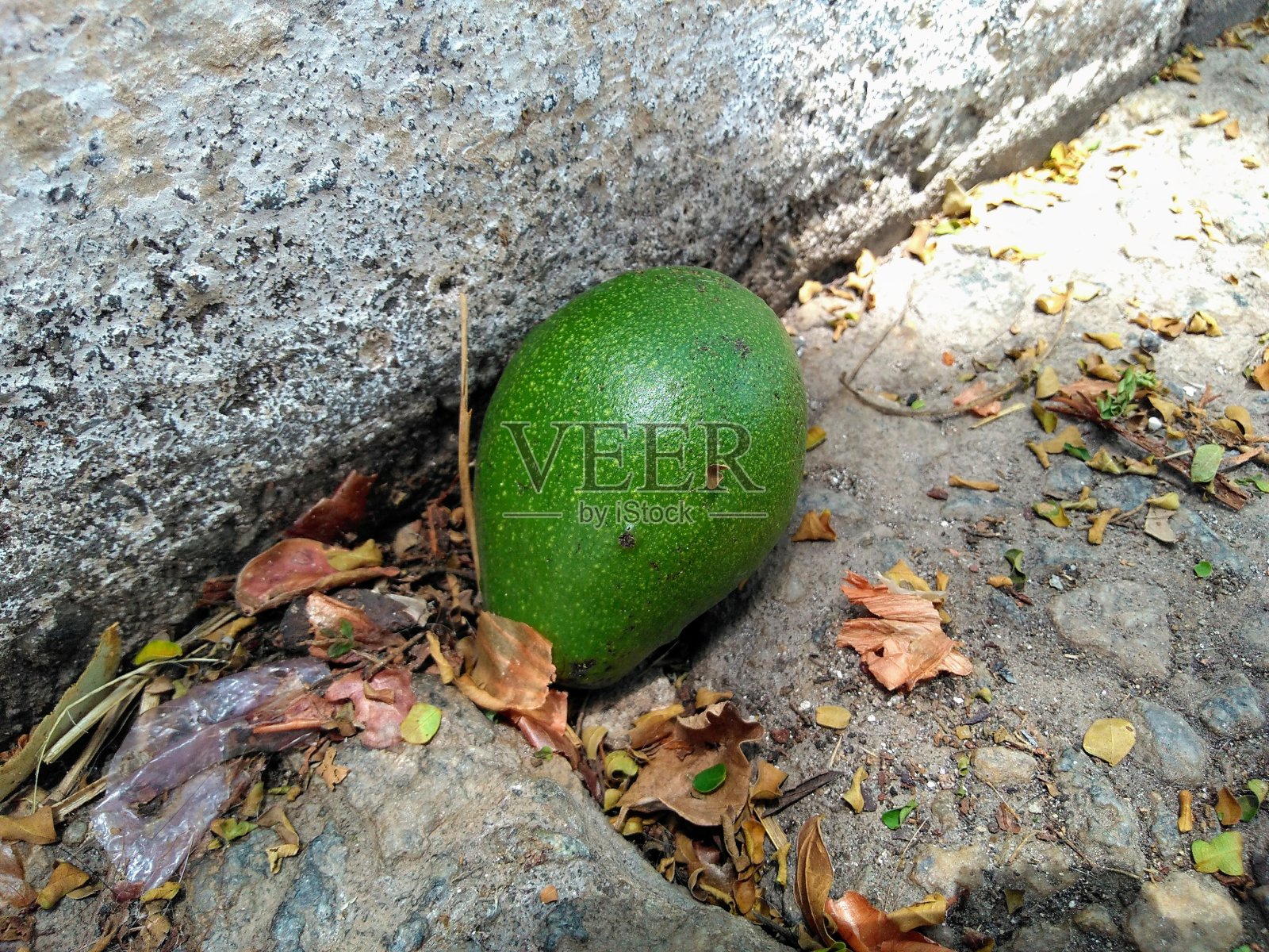 鳄梨照片摄影图片