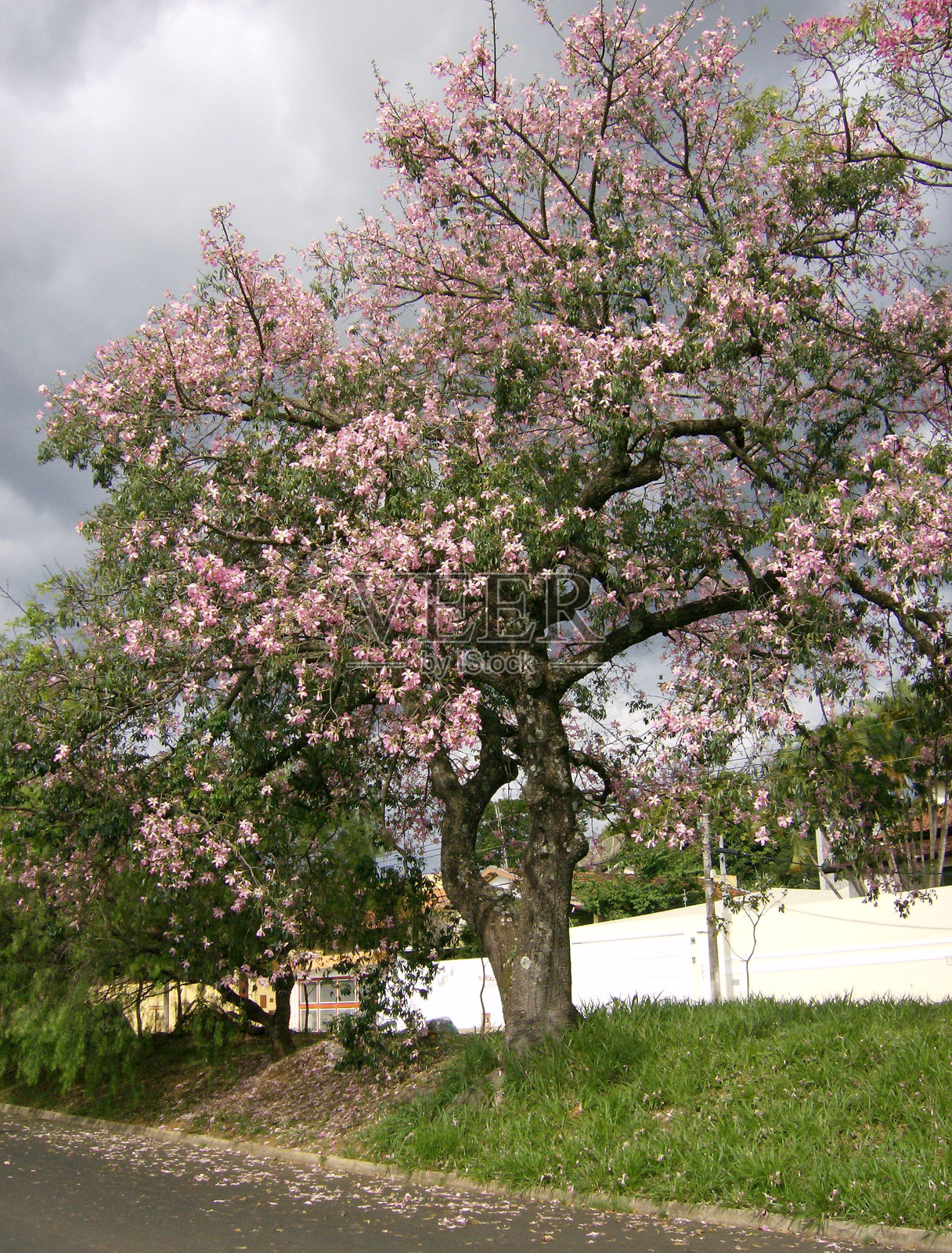 树2照片摄影图片
