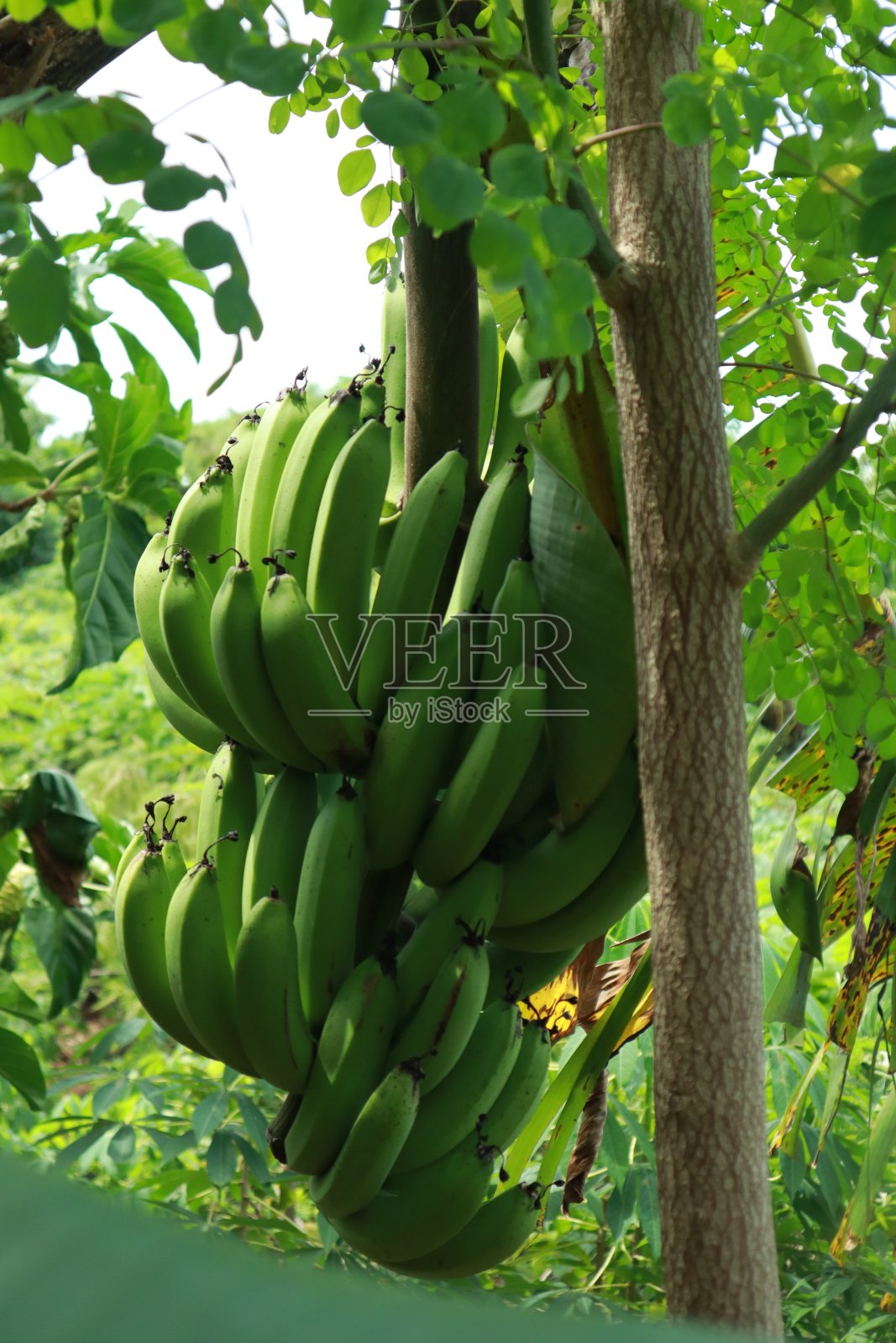 花园里的香蕉照片摄影图片