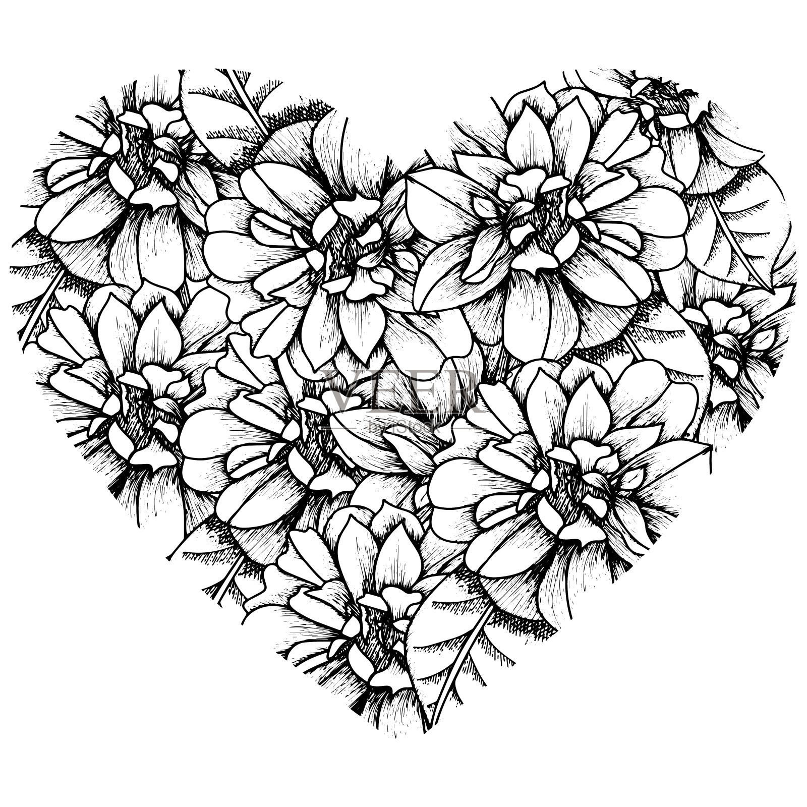 在白色的背景上画上心形的玫瑰，用于涂色、涂色书页插画图片素材