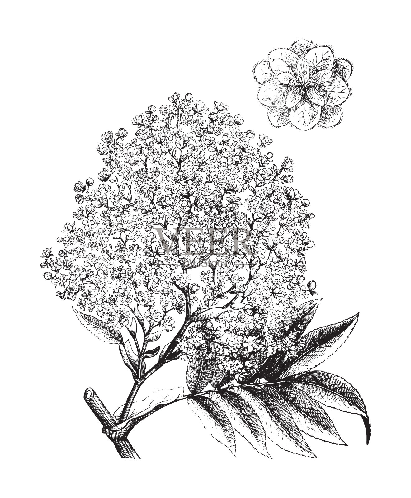 哈格尼亚深渊 - 复古插图插画图片素材