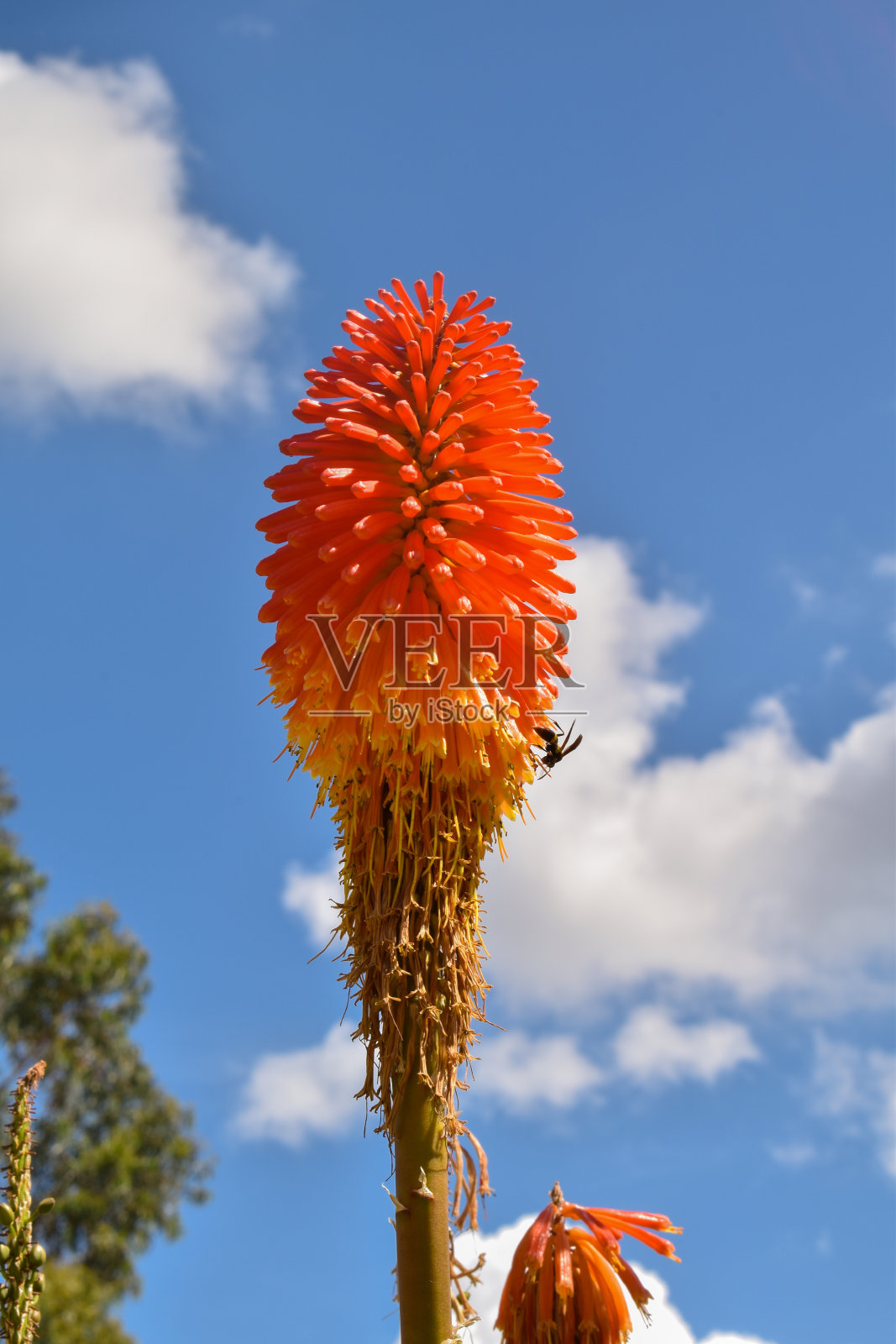 橙花或剑花照片摄影图片