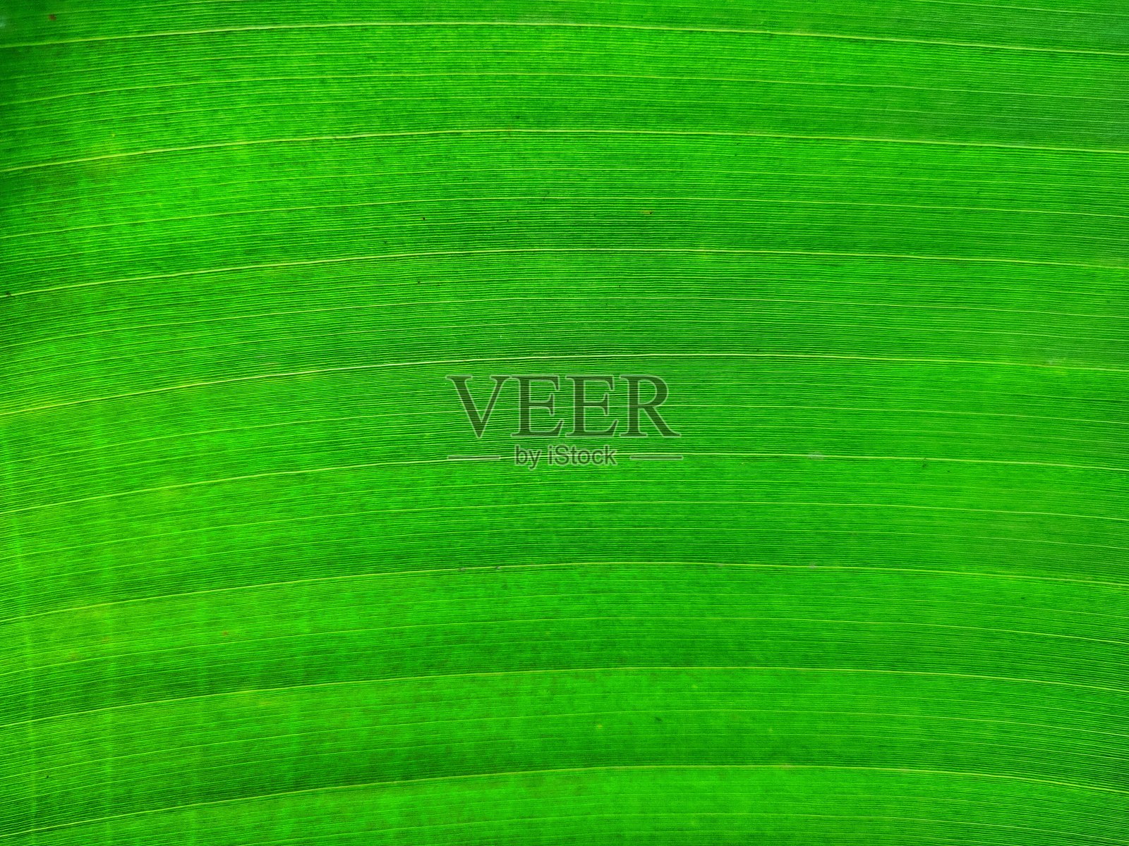 叶静脉照片摄影图片