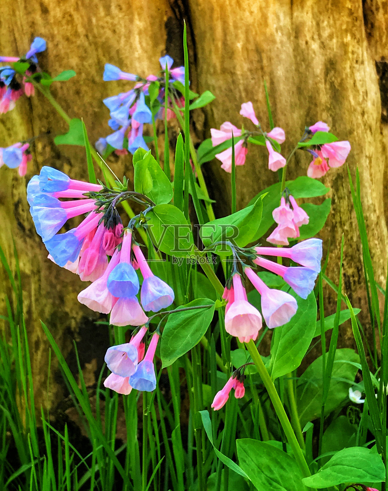 春天的花朵照片摄影图片