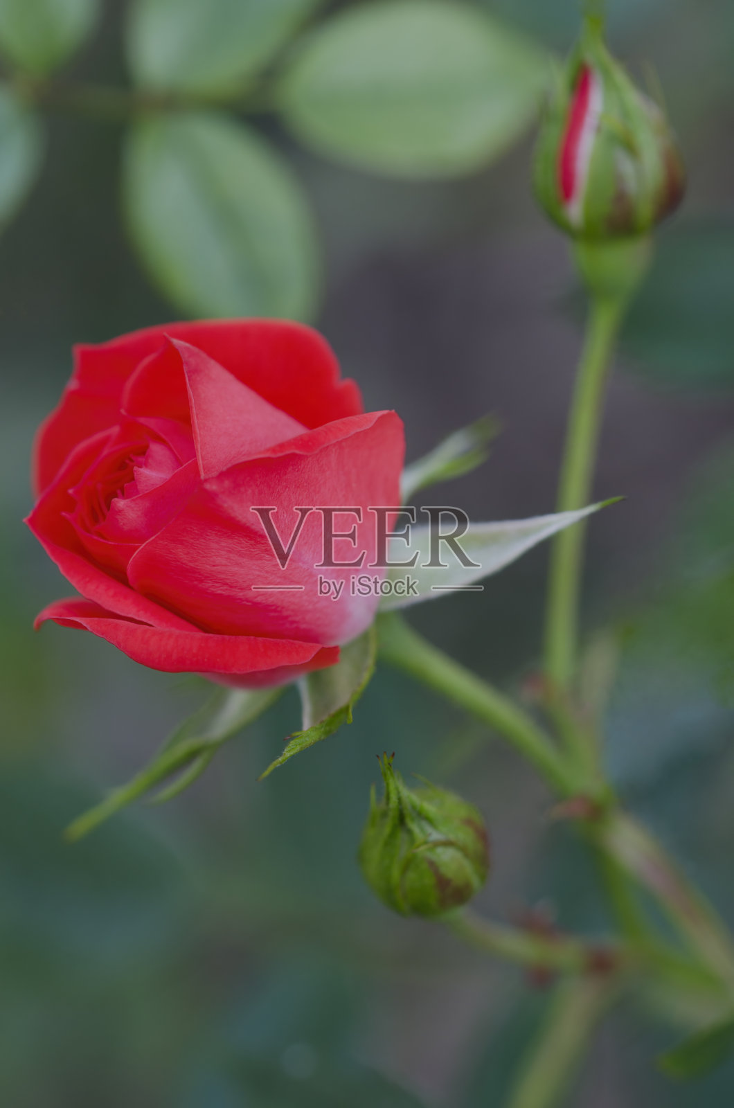 红玫瑰与花蕾照片摄影图片