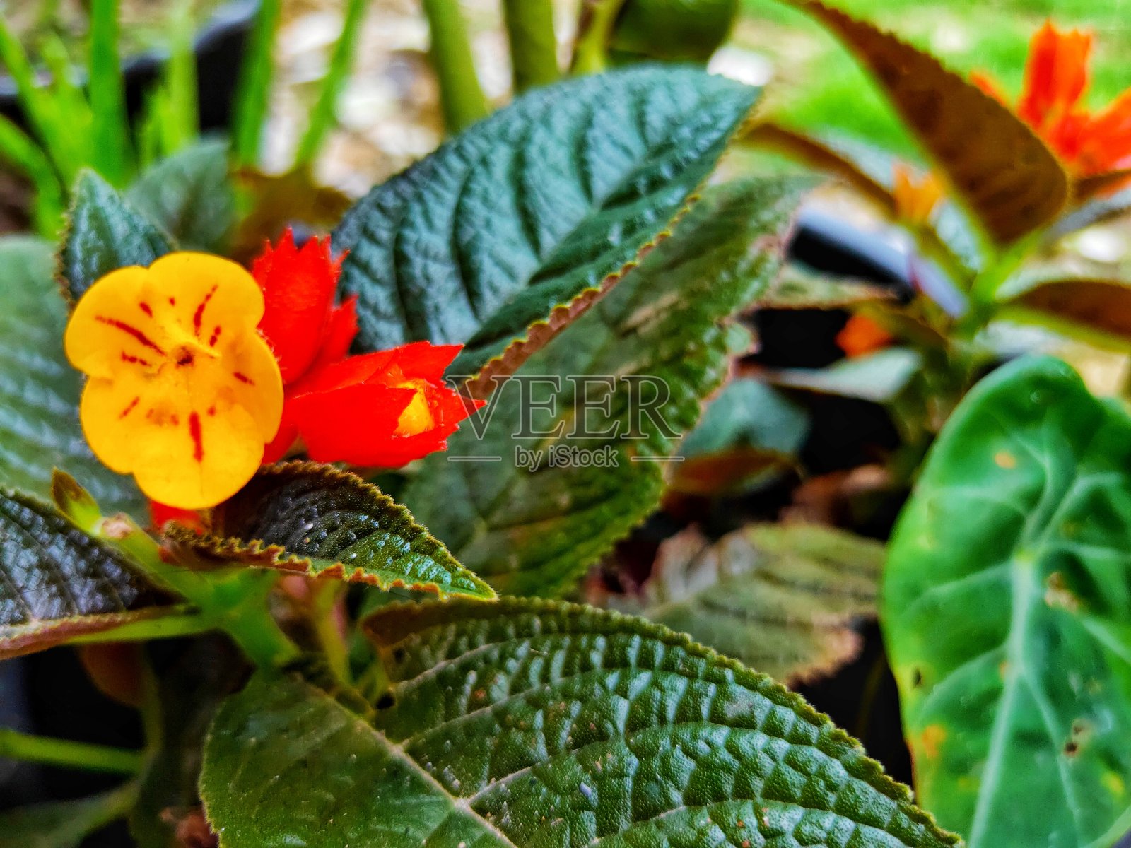 花照片摄影图片