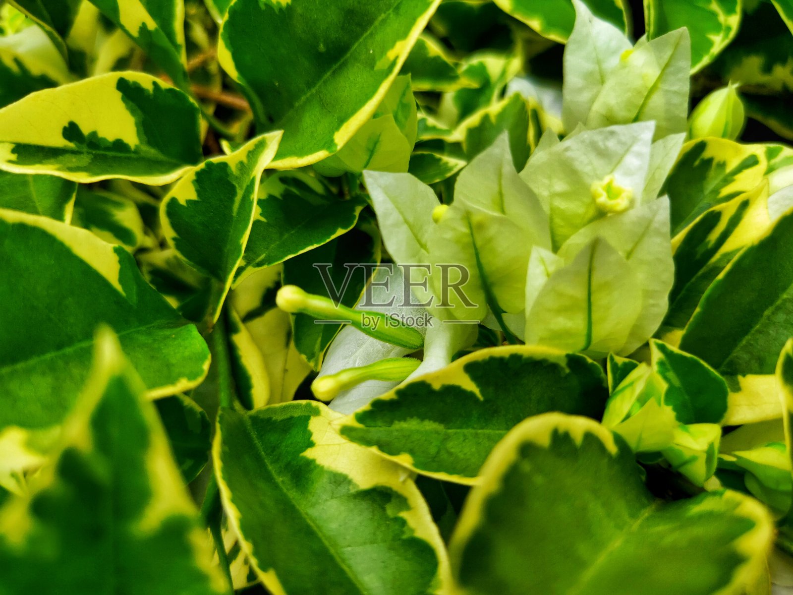 花照片摄影图片