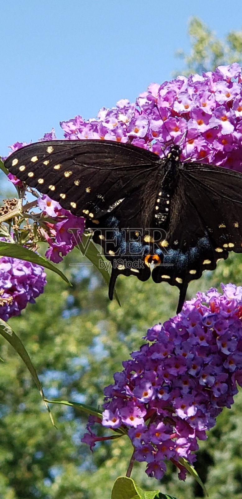 黑色的君主照片摄影图片