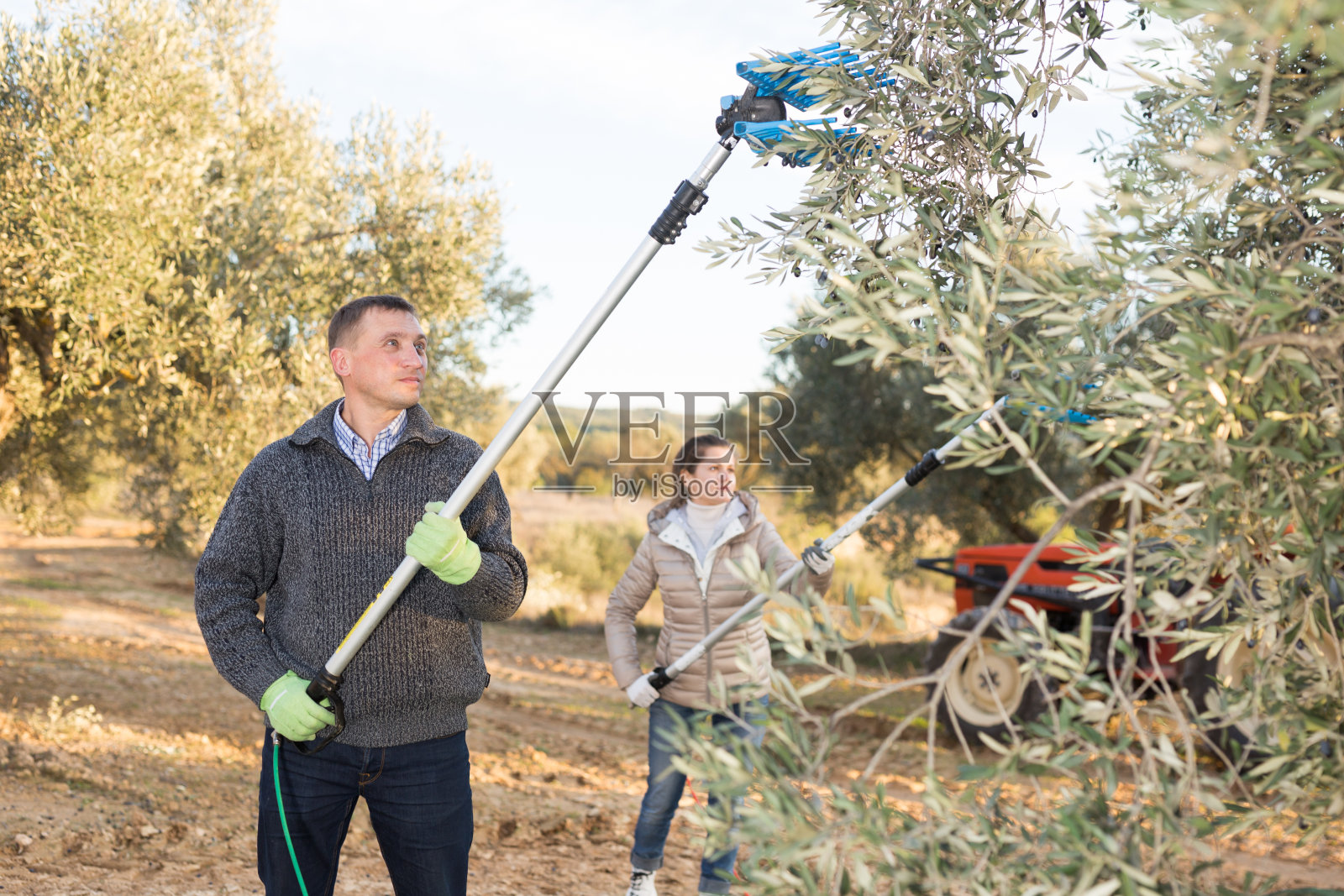 人们在橄榄林里收割庄稼照片摄影图片