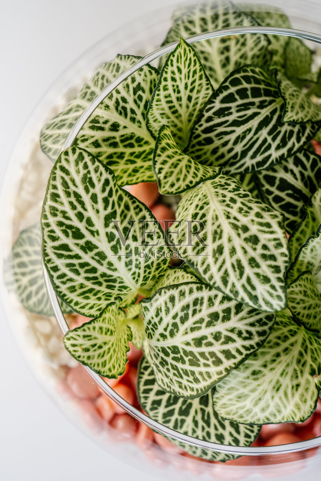 透明花卉与家庭植物的俯视图。照片摄影图片