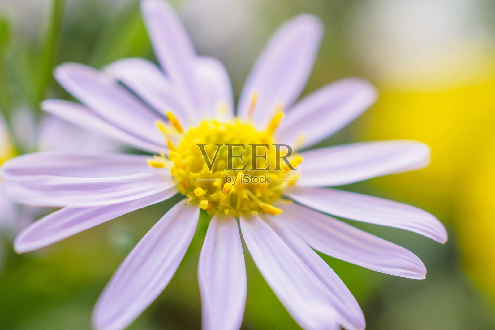 美丽的花朵拉近抽象的背景照片摄影图片