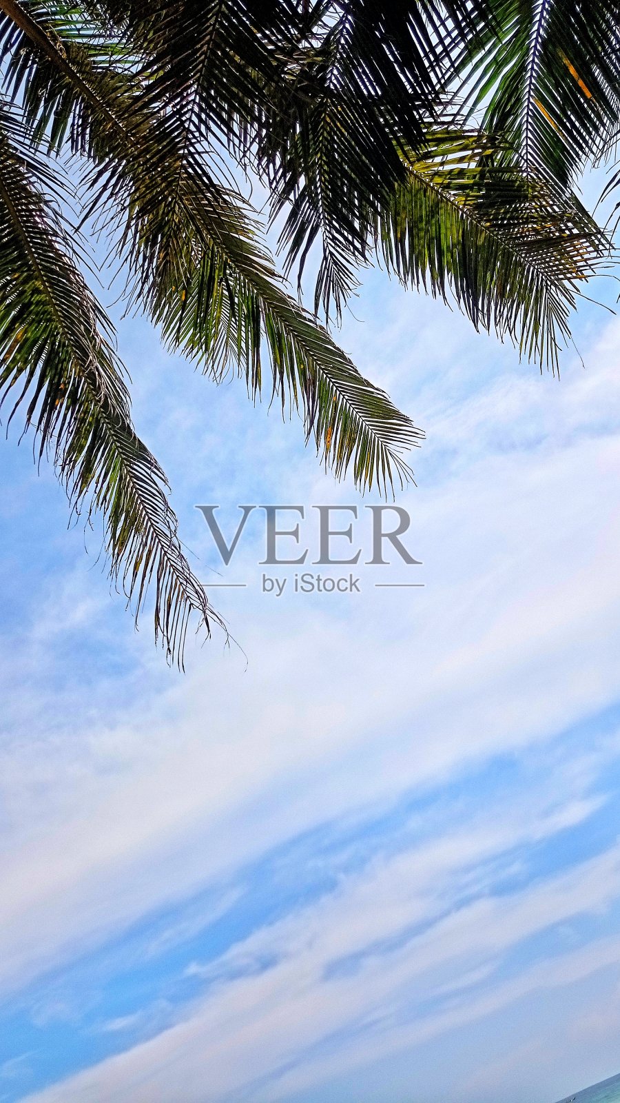 棕榈树在沙滩上的天空照片摄影图片