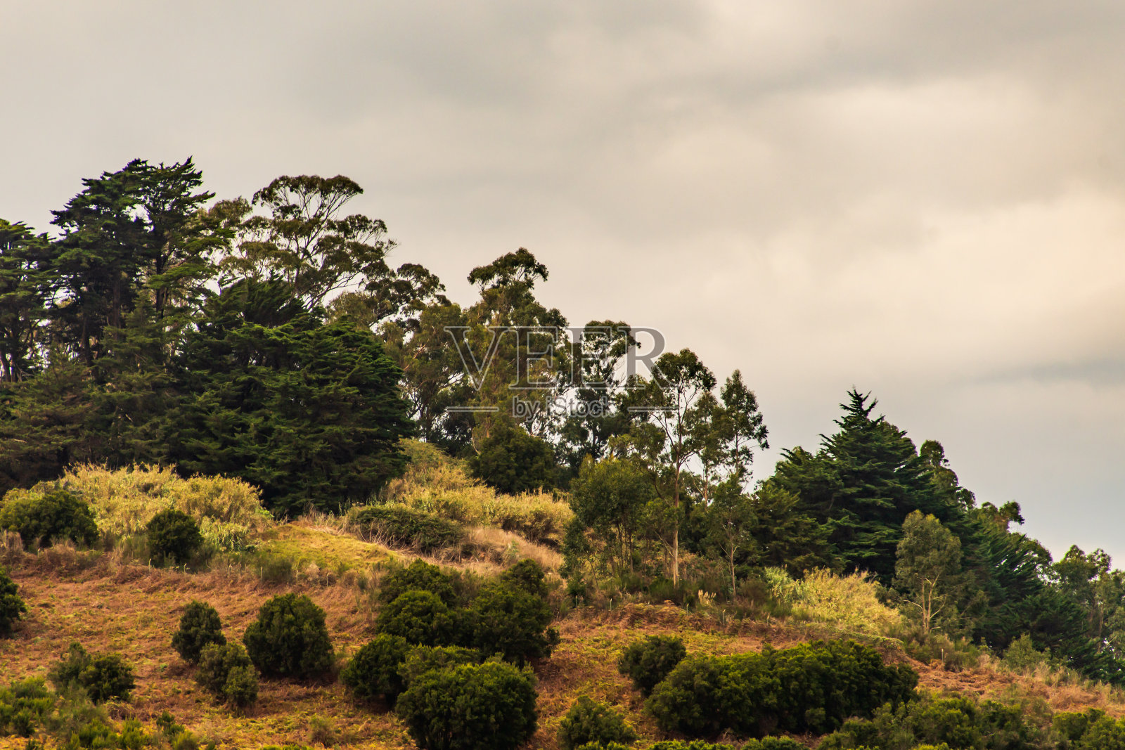 有树和云的景观照片摄影图片