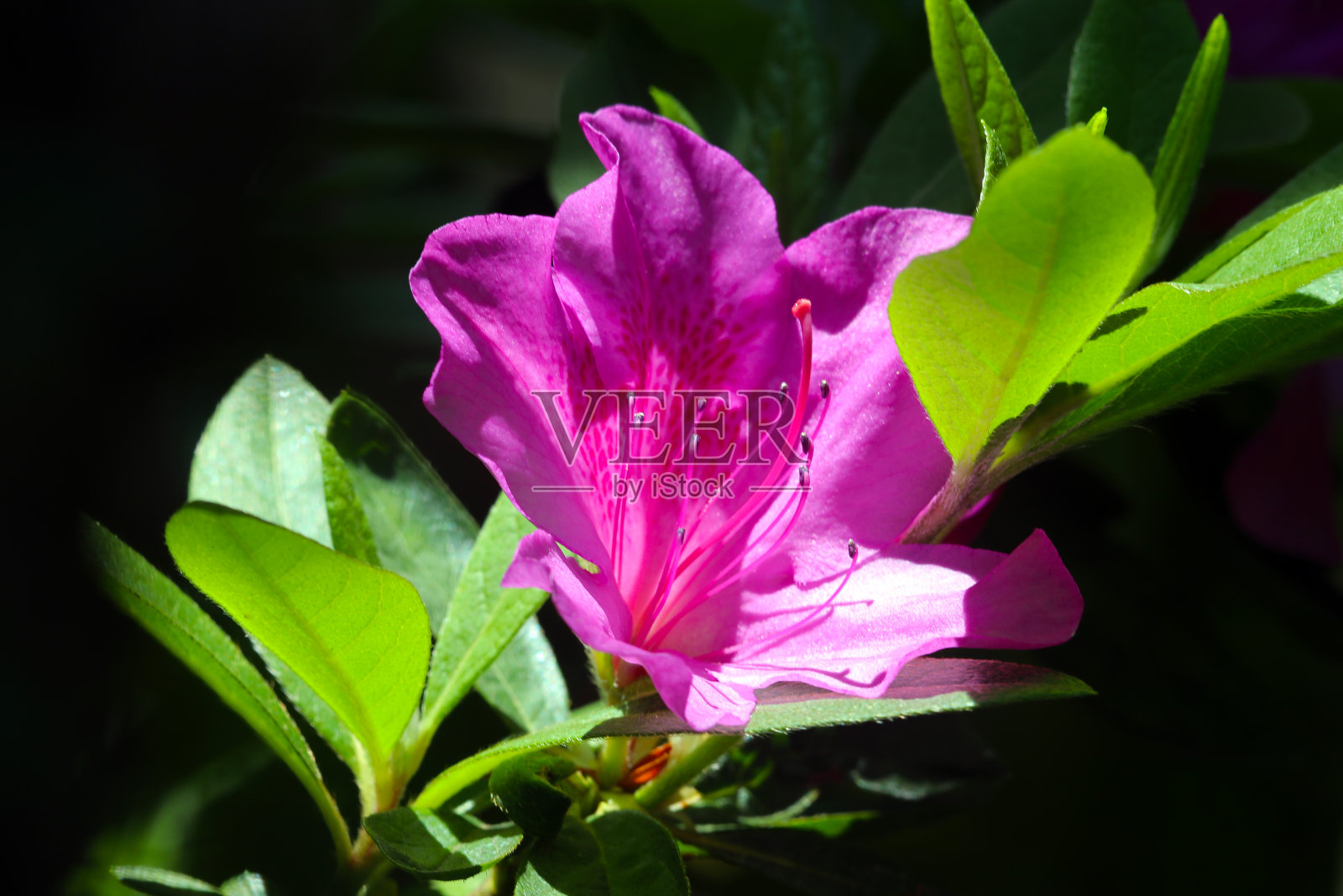 日本常见的树花“杜鹃花(Tsutsuji)”照片摄影图片