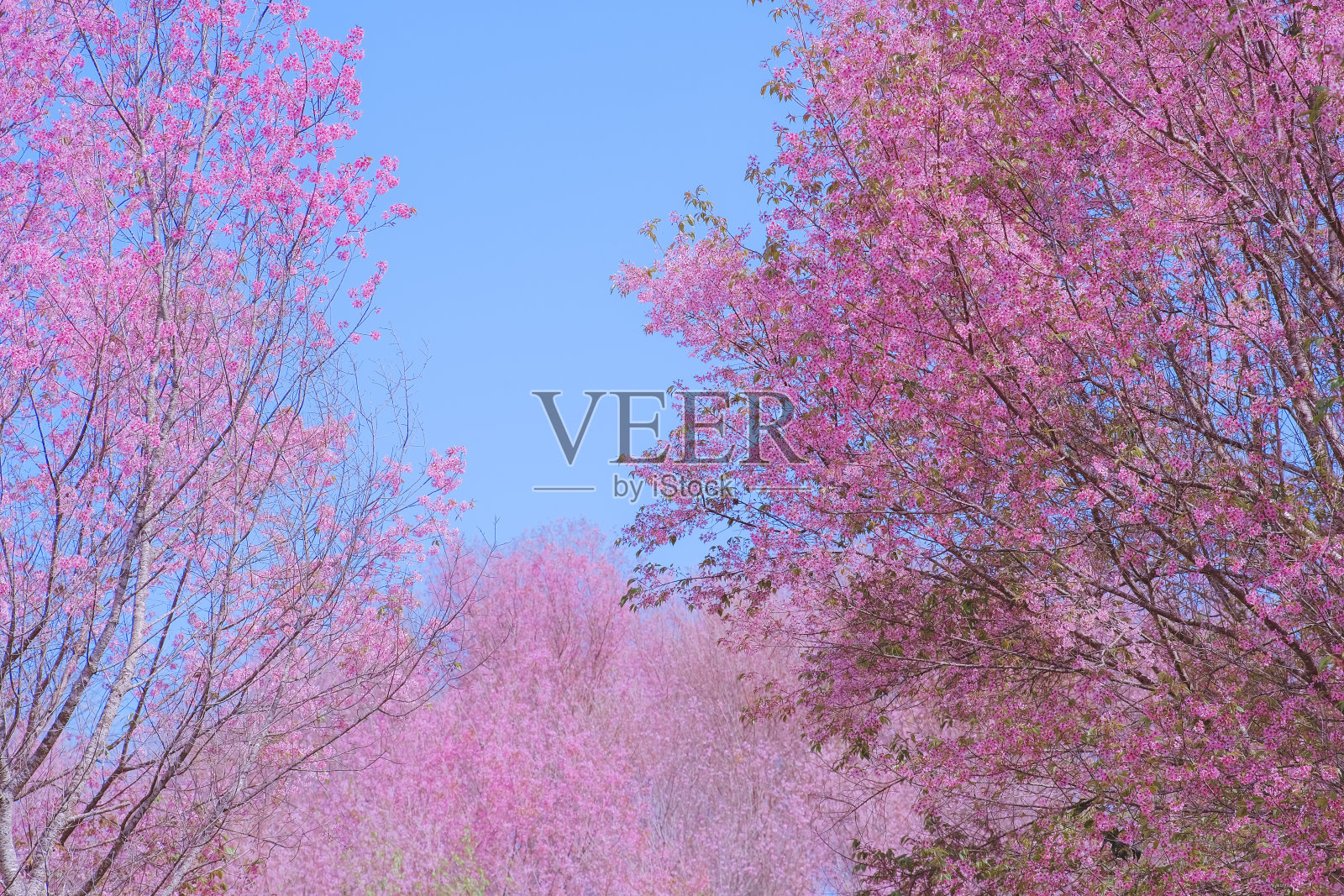 背景野生喜玛拉雅樱桃或樱桃树，原产于南亚，樱花复制空间。有选择性的重点。照片摄影图片