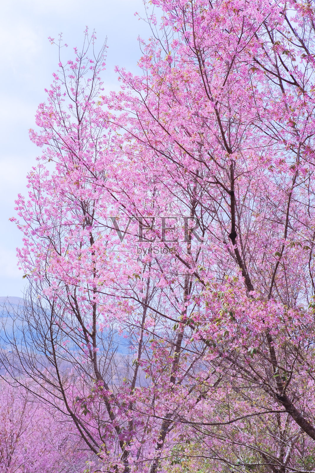 背景野生喜玛拉雅樱桃或樱桃树，原产于南亚，樱花复制空间。有选择性的重点。照片摄影图片