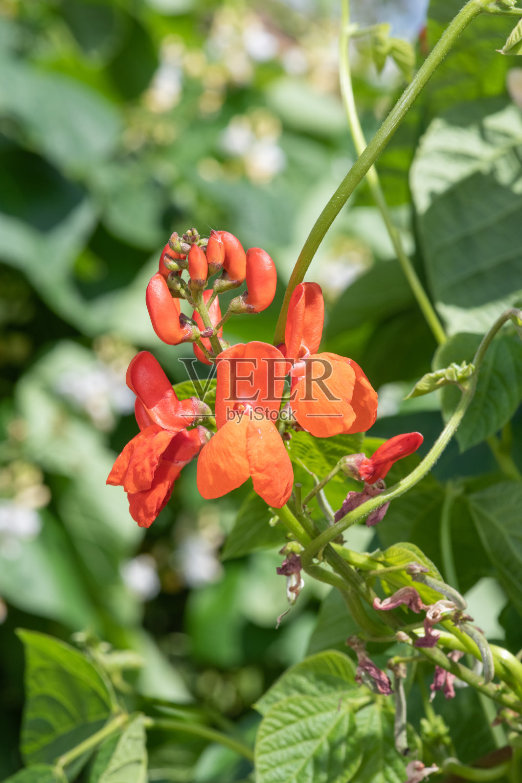 红花菜豆(菜豆)花照片摄影图片