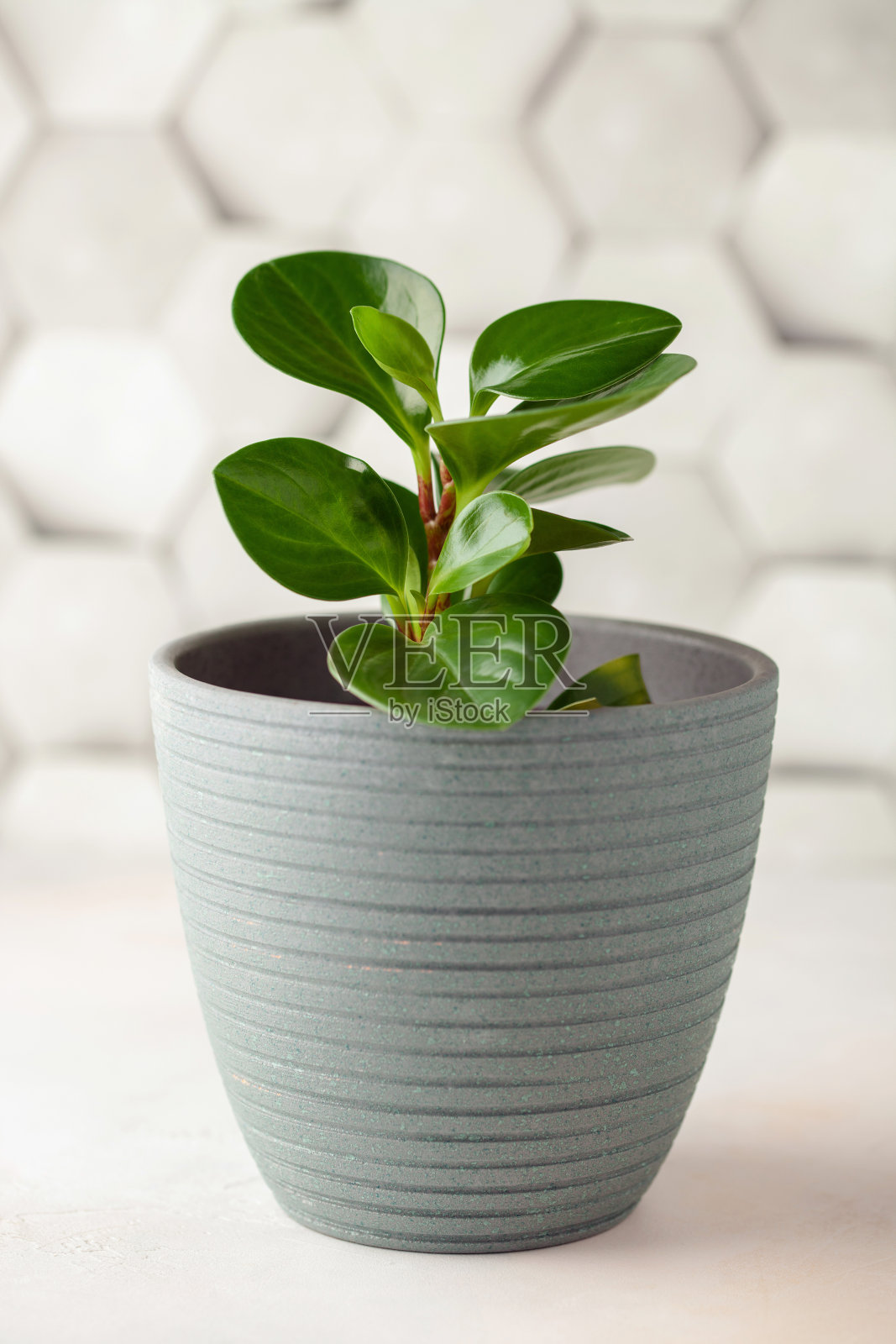 陶罐栽培的柿子花照片摄影图片