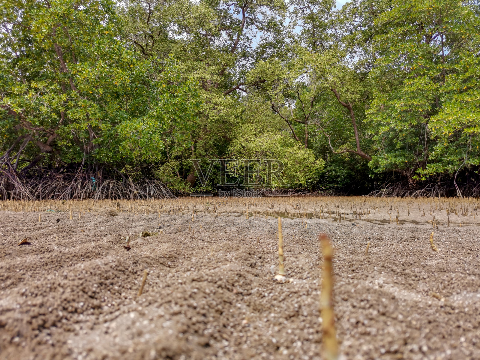 低潮时期，马来西亚，恩道，热带红树林海滩红树林的根部，气根，气生根，特殊的呼吸根，红树苹果，栓皮栎照片摄影图片
