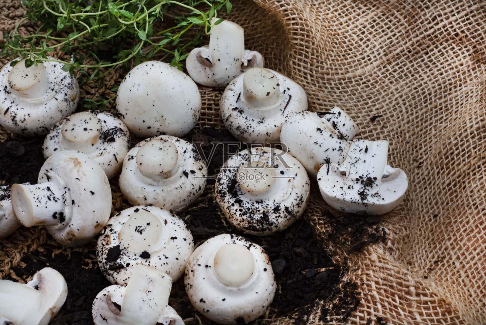 新鲜的蘑菇照片摄影图片