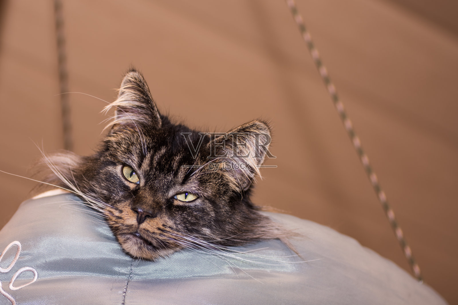 一只可爱的缅因猫的头在它的床上照片摄影图片