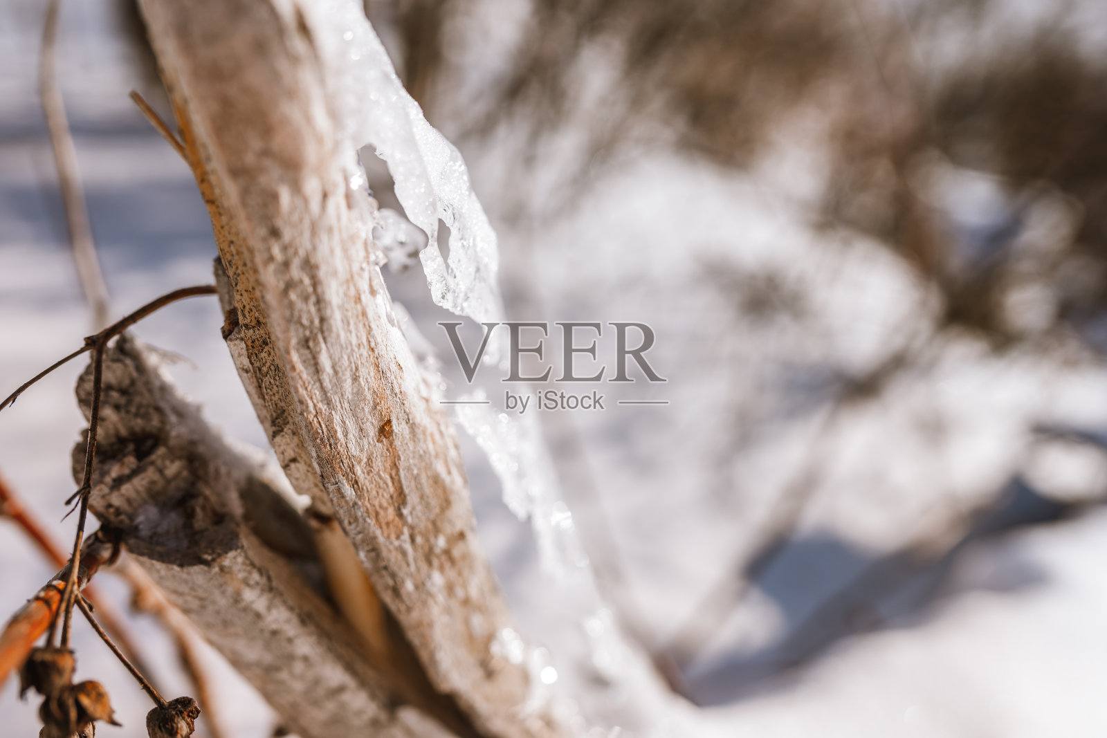 自然的冬季背景，光秃秃的树枝覆盖着冰照片摄影图片